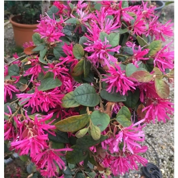 LOROPETALUM zimozielona miododajna - sadzonki 30 / 40 cm
